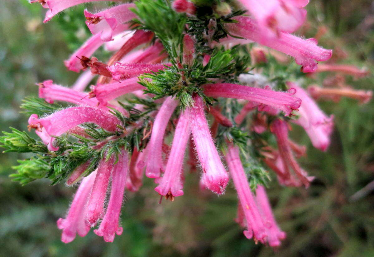 Imagem de <i>Erica <i>curviflora</i></i> var. curviflora