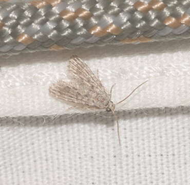 Image of Moth