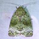 Image of Blenina chlorophila Hampson 1905