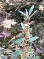 Image of hoary frostweed