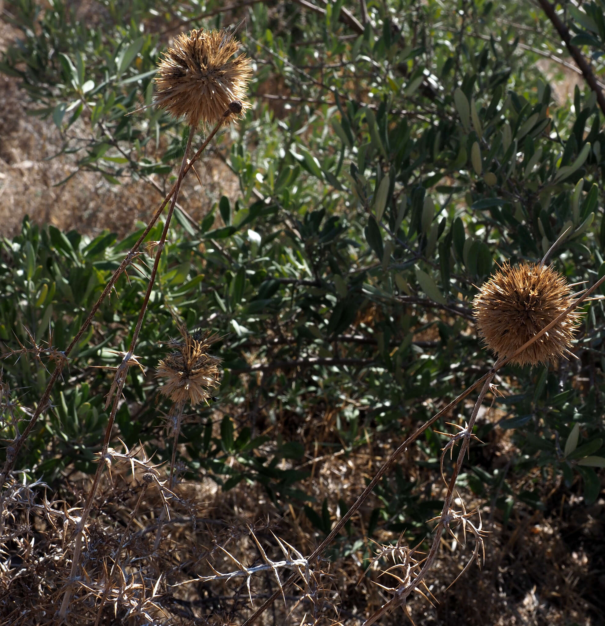 Image of Echinops polyceras Boiss.