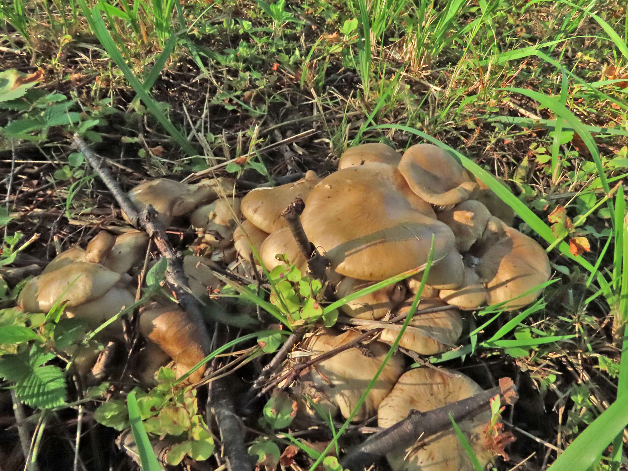 Image of Lyophyllum decastes (Fr.) Singer 1951