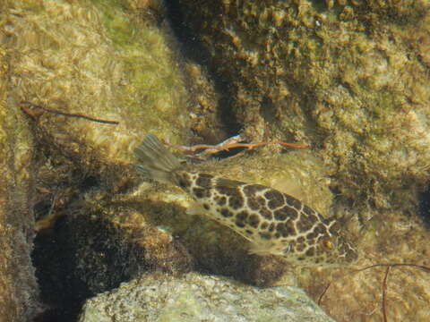 Image of Checkered Puffer