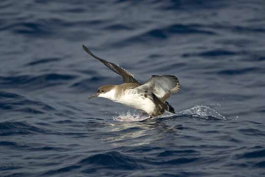 Image of Great Shearwater