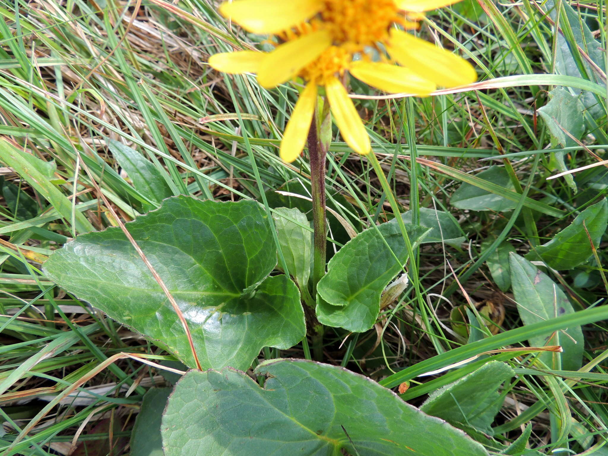 Image de Ligularia sibirica subsp. arctica (Pojark.) V. G. Sergienko