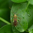 Image of Homoeocerus (Anacanthocoris) walkerianus Lethierry & Severin 1894