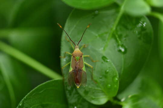 Image of Homoeocerus (Anacanthocoris) walkerianus Lethierry & Severin 1894