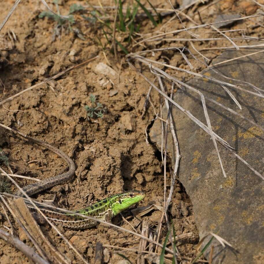 Image of Caucusus Emerald Lizard