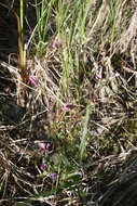 Image of Pennell's lousewort