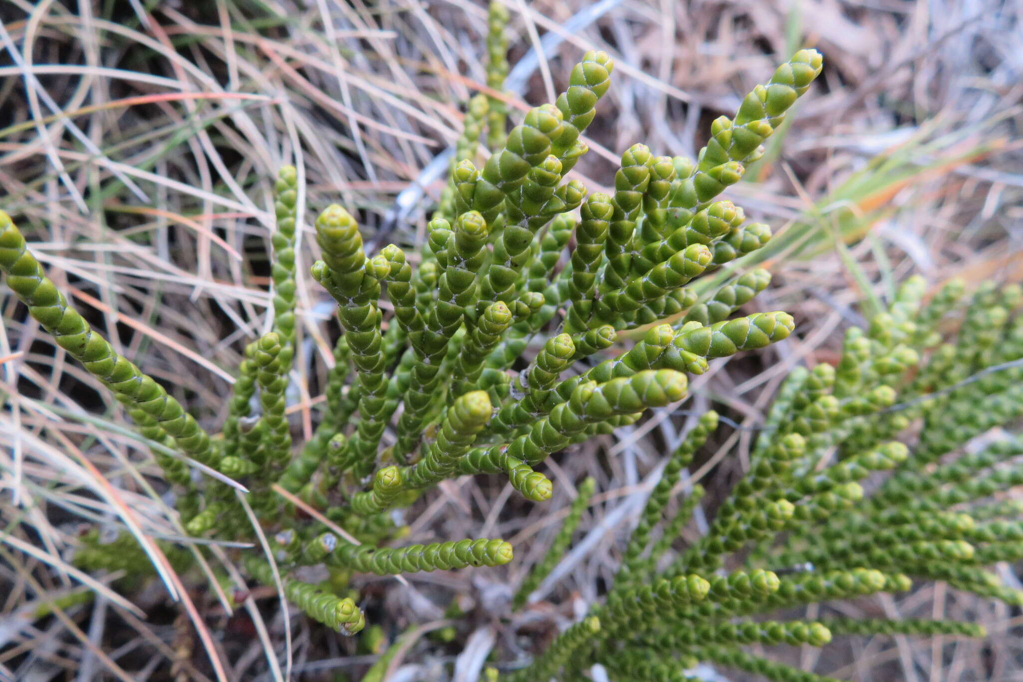 Image of Veronica hectorii subsp. hectorii