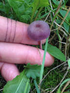 Image of Laccaria amethystina Cooke 1884