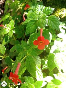 Image of Achimenes admirabilis Wiehler