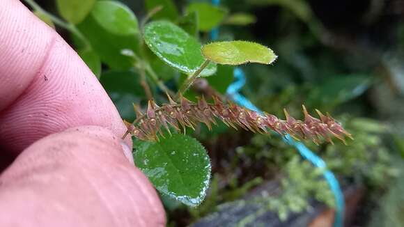 Image of Lepanthopsis hirtzii Luer