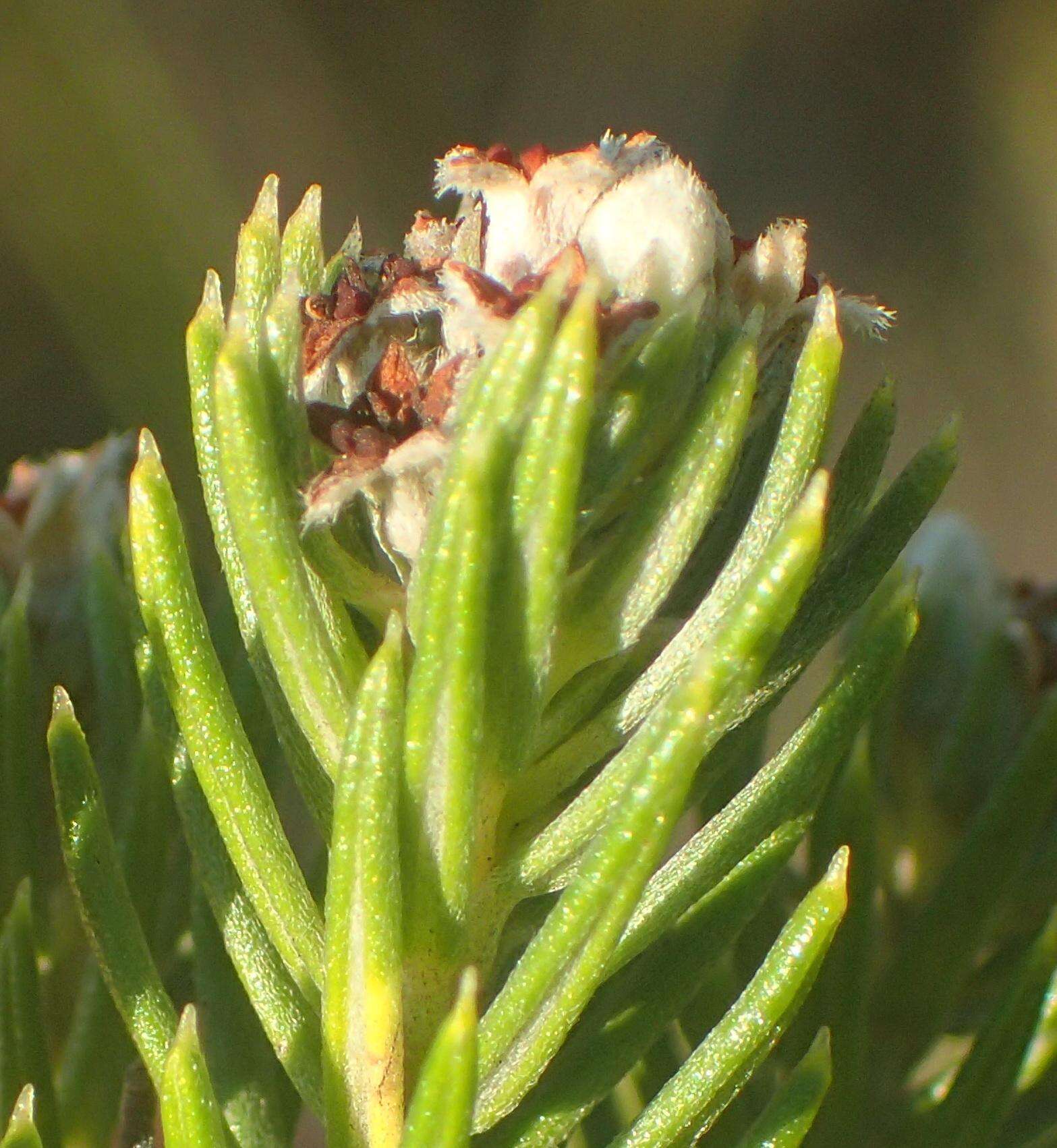 Image of Phylica axillaris var. axillaris