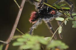 Image of Peruvian Flame Rump