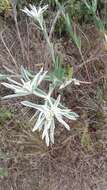 Image of snow on the prairie