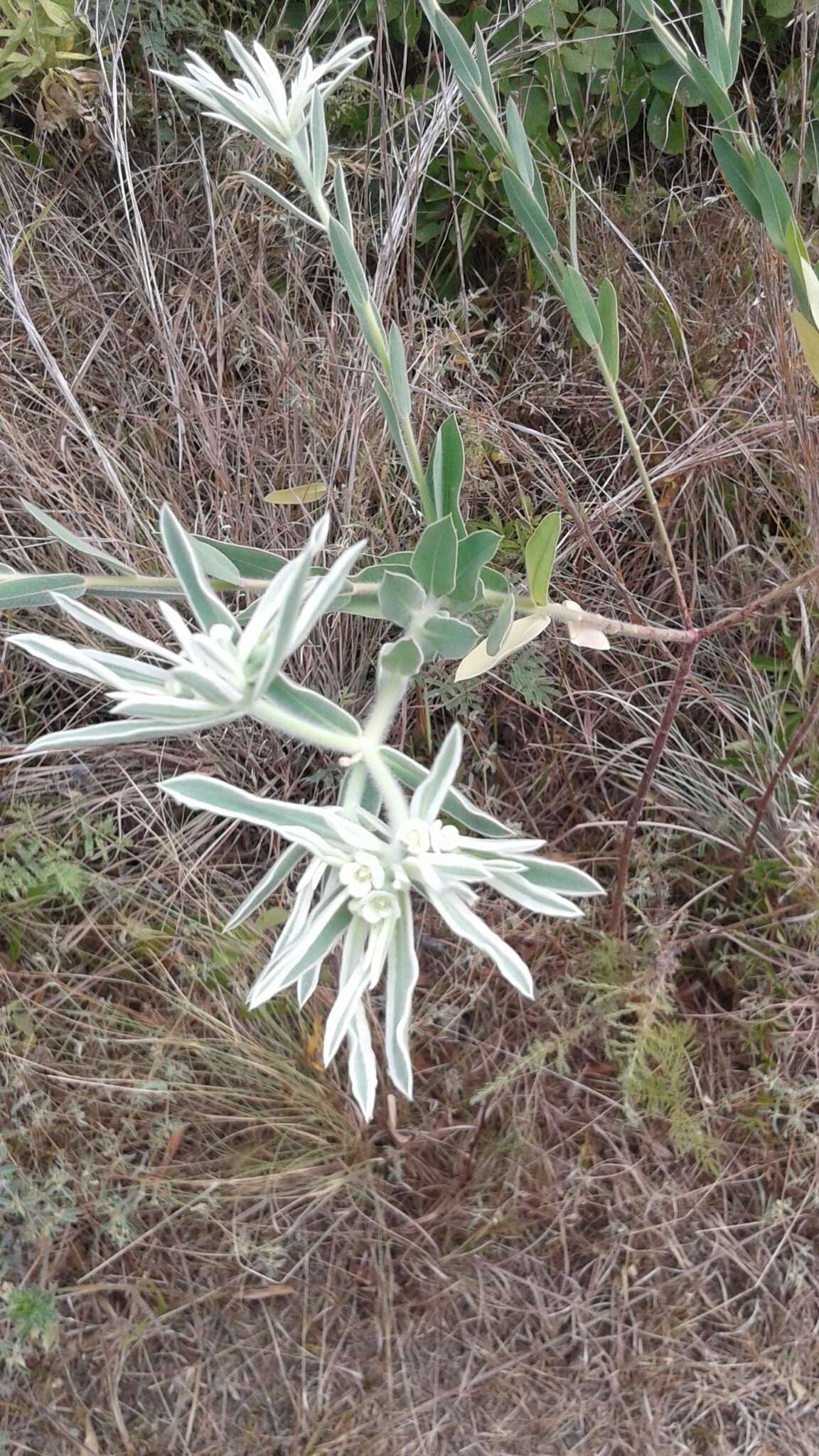 Image of snow on the prairie