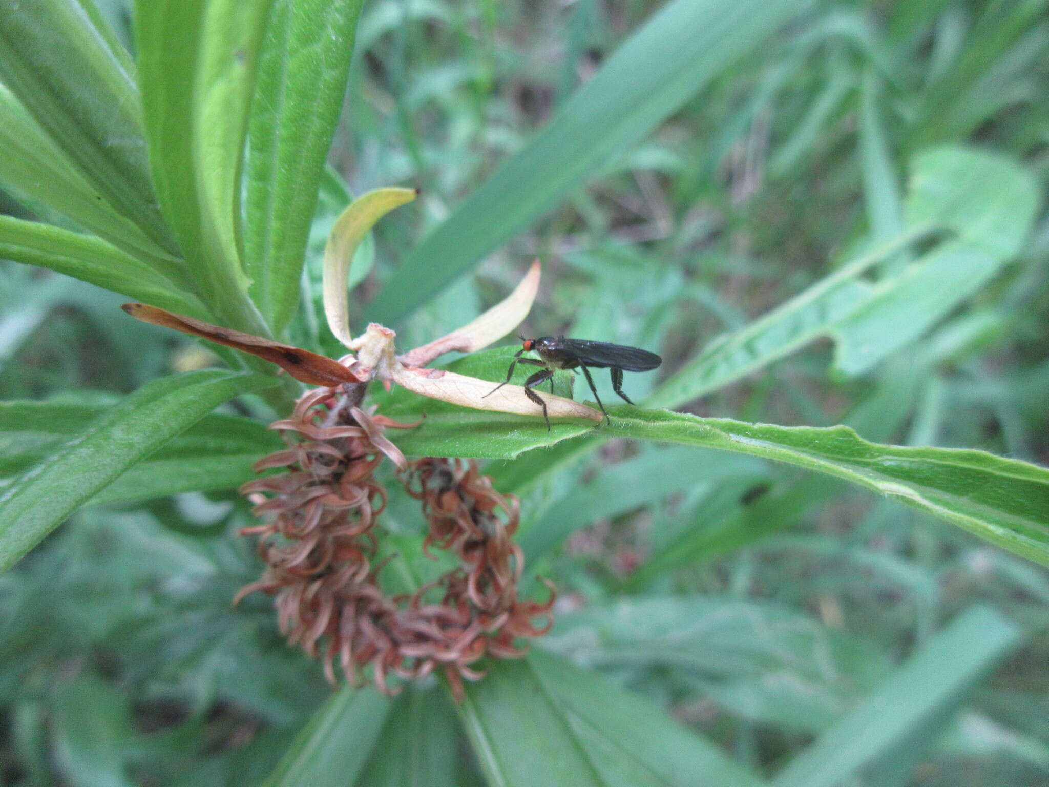 Image of Long-tailed Dance Fly