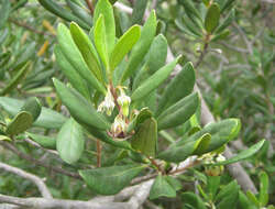 Plancia ëd Diospyros dichrophylla (Gand.) De Winter