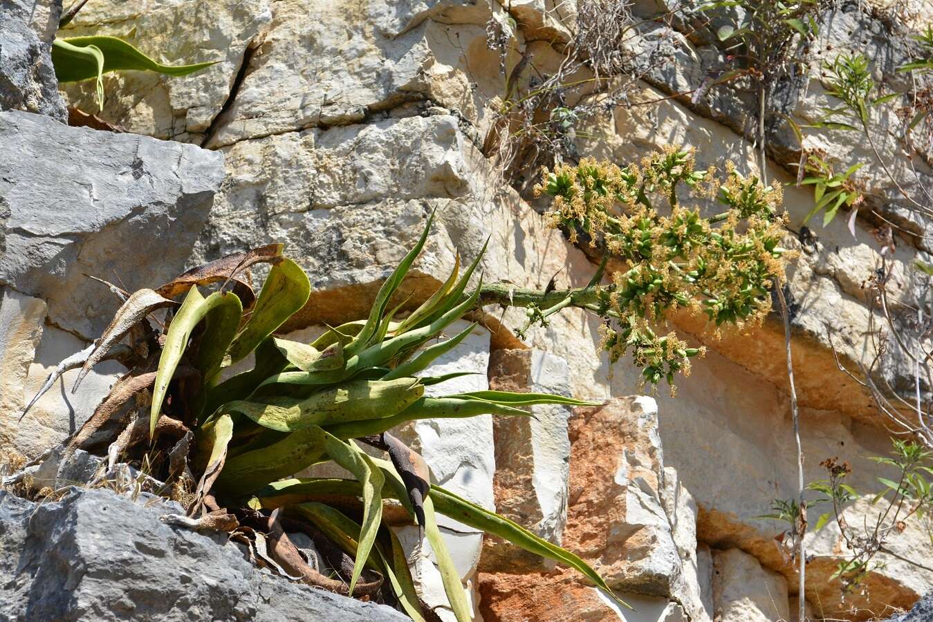 Image of Grijalva's agave