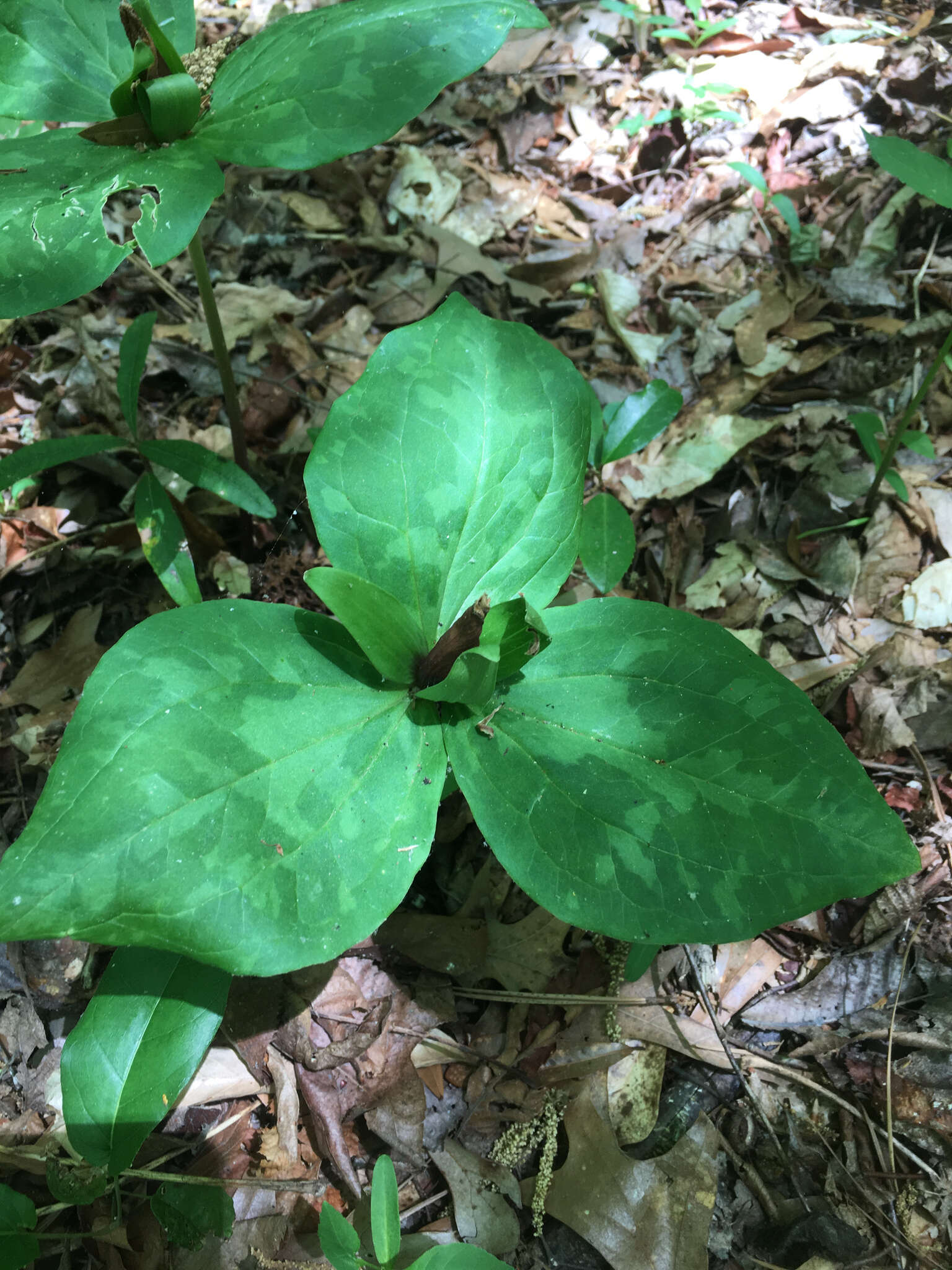 Image of little sweet Betsy