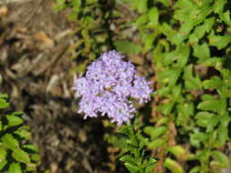 Image of Pseudoselago serrata (P. J. Bergius) O. M. Hilliard