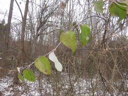 Imagem de Smilax glauca Walter