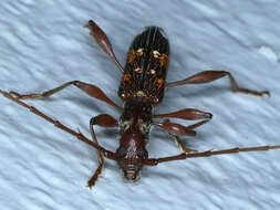 Image of Coptocercus biguttatus (Donovan 1805)