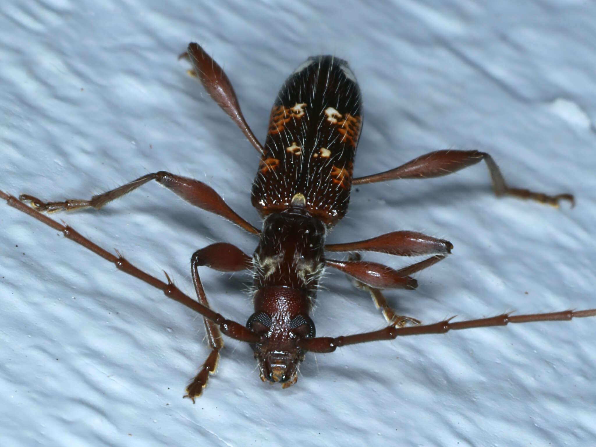 Image of Coptocercus biguttatus (Donovan 1805)