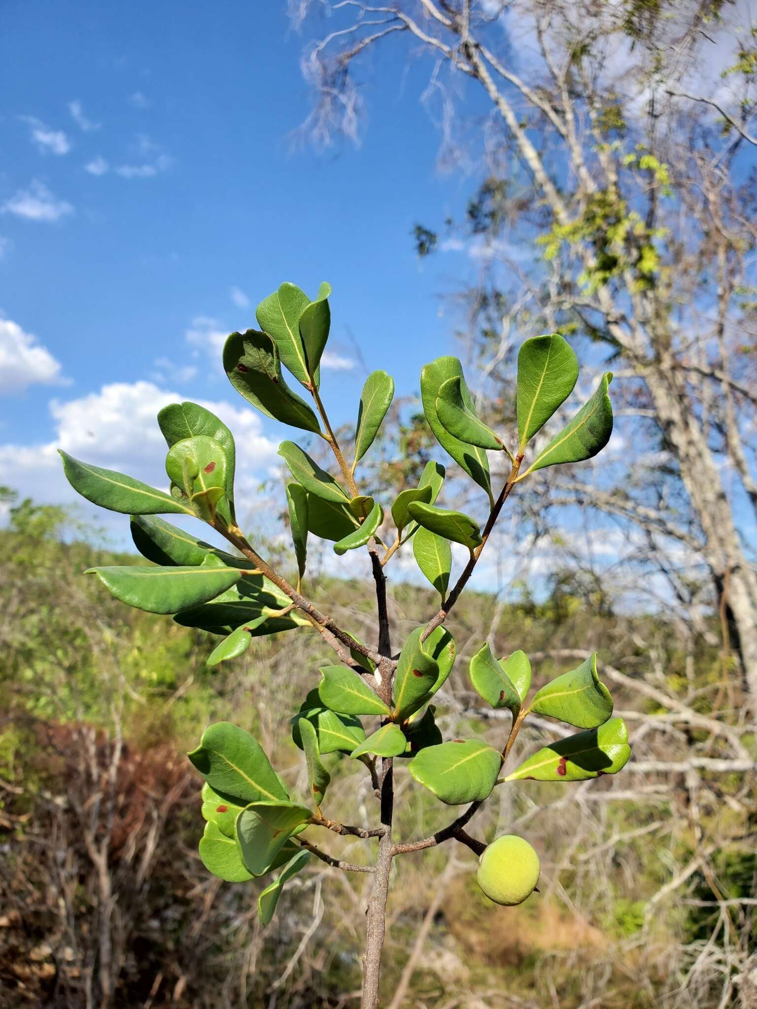 Image of Capurodendron pervillei (Engl.) Aubrév.