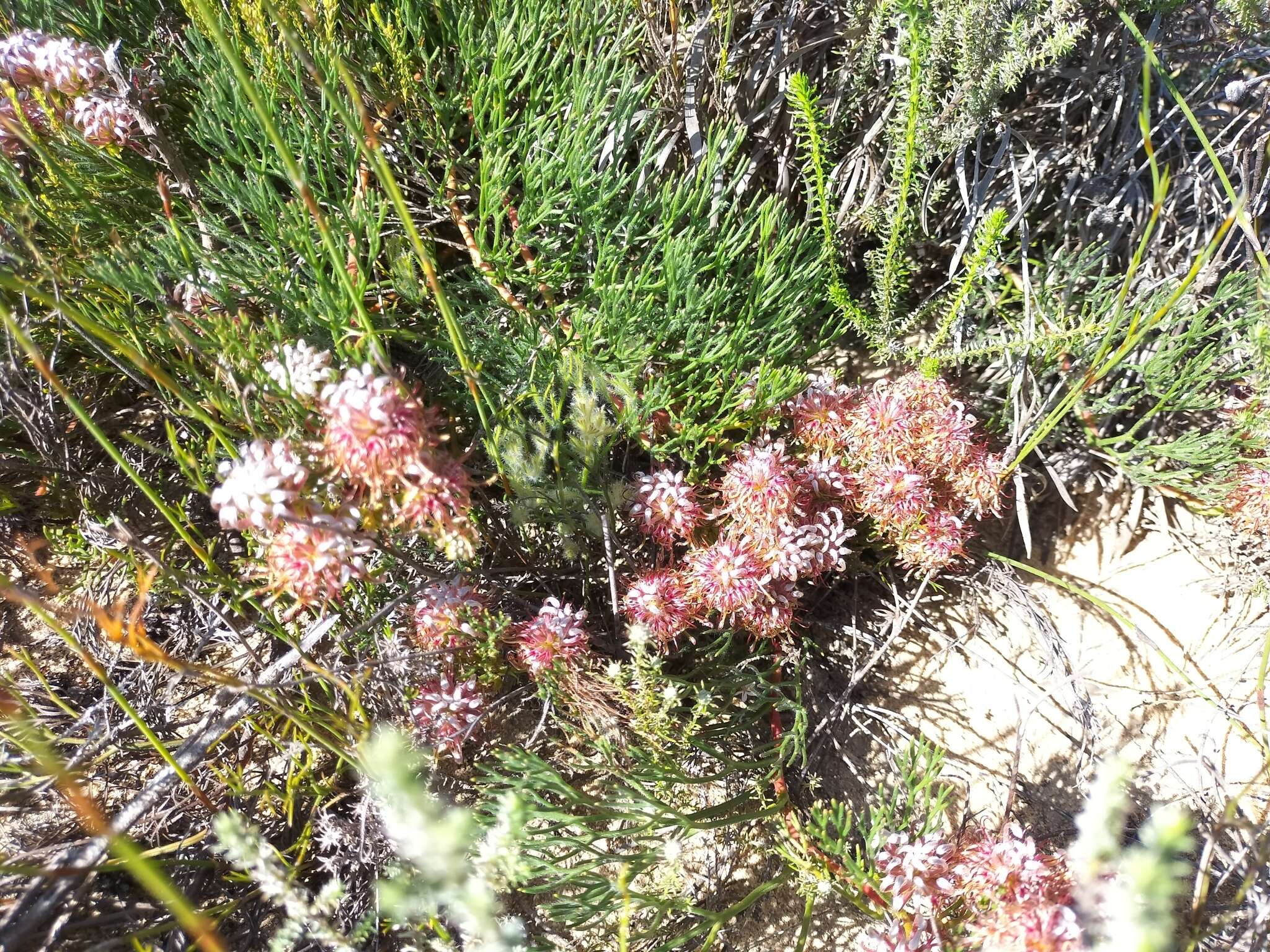 Image of Serruria cygnea R. Br.