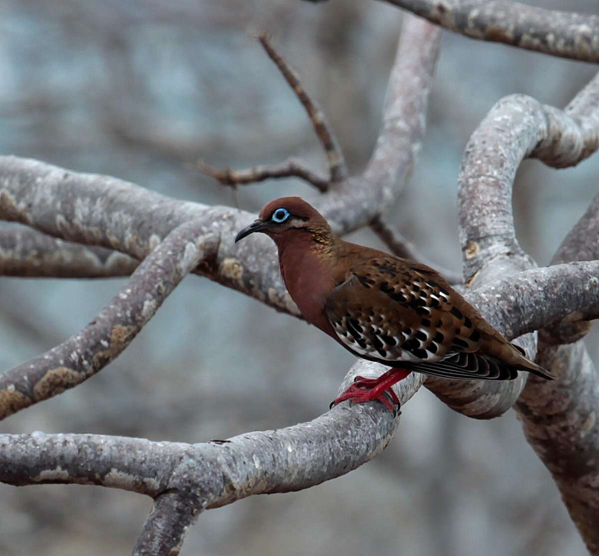 Imagem de Zenaida galapagoensis galapagoensis Gould 1841