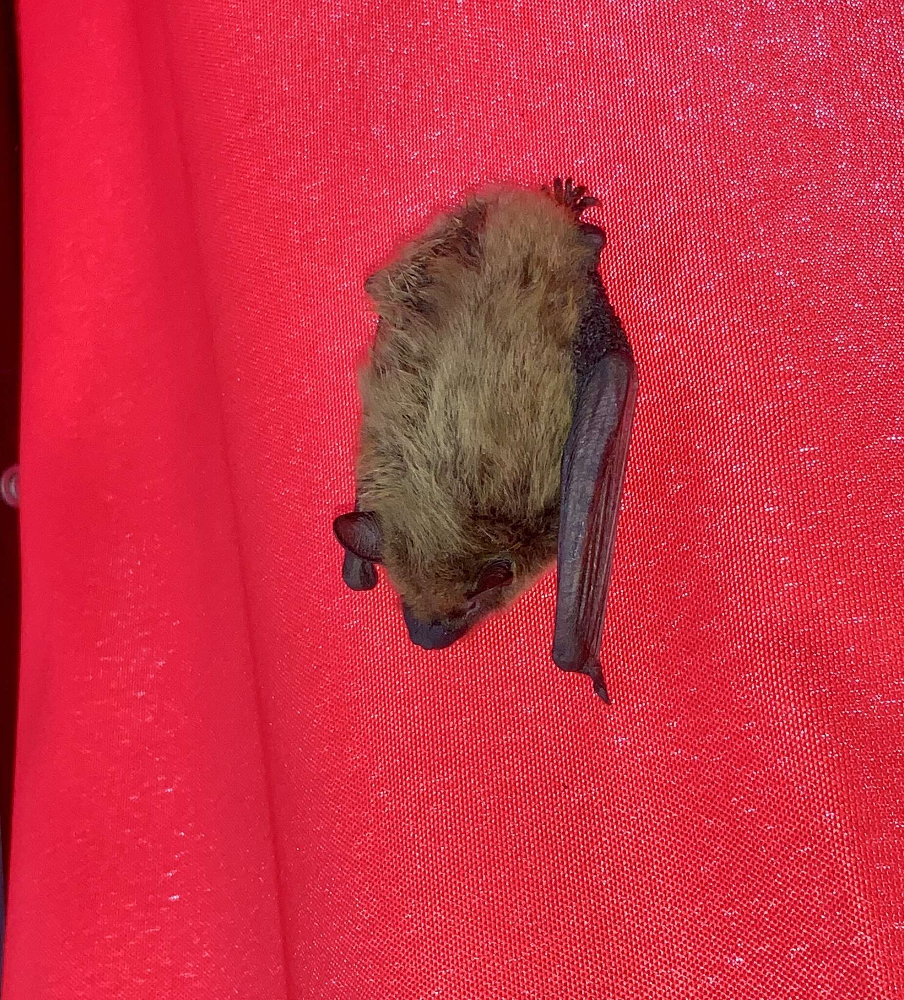 Image of Evening Bat