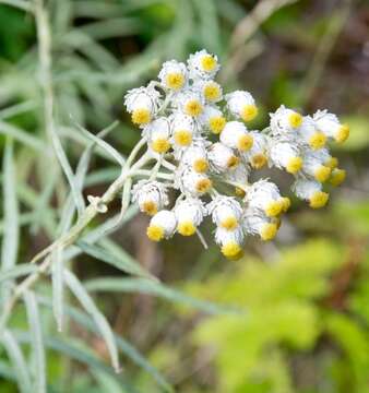 Image of Pearly Everlasting