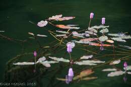 Image of water smartweed