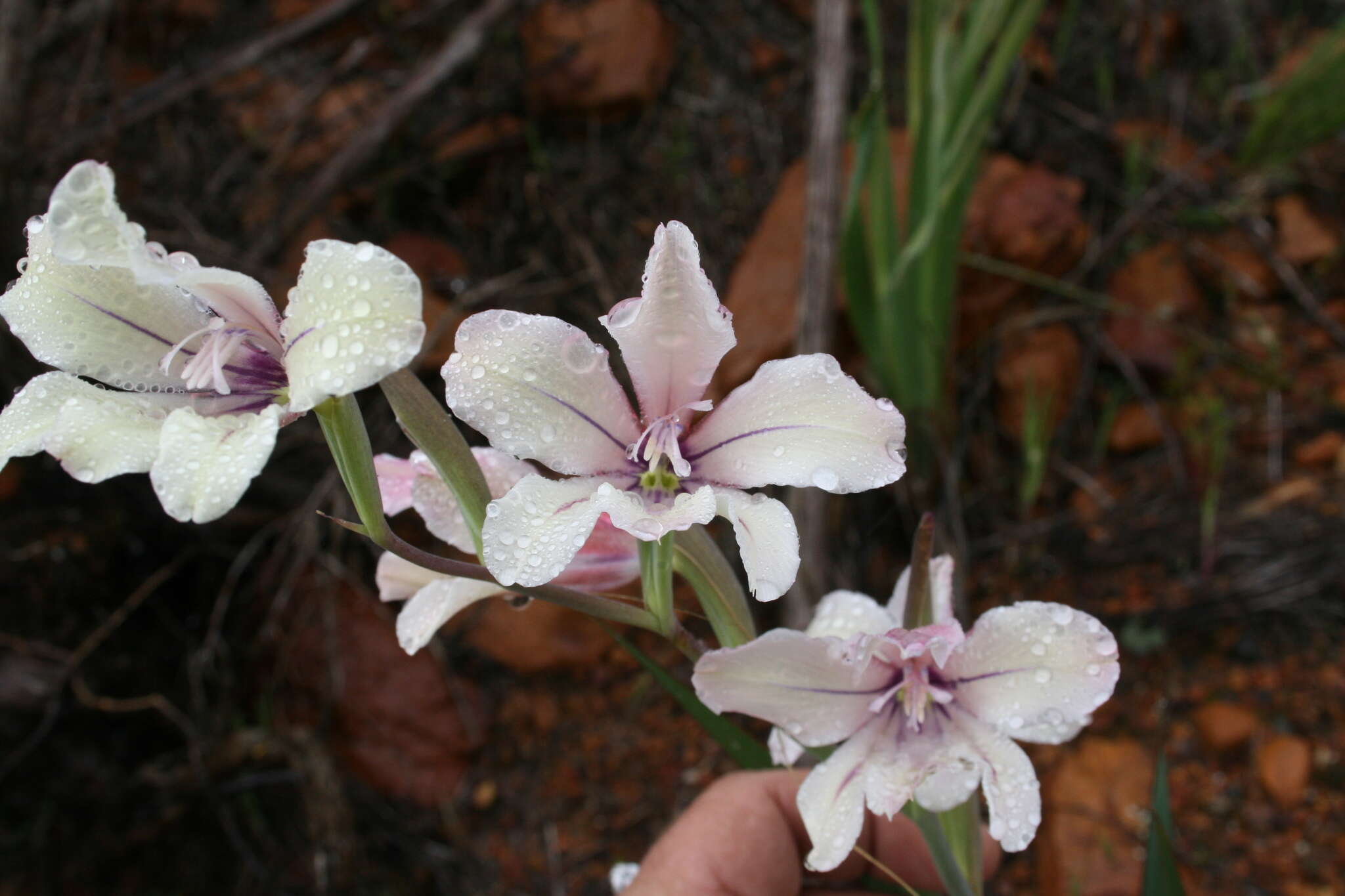 Imagem de Gladiolus grandiflorus Andrews