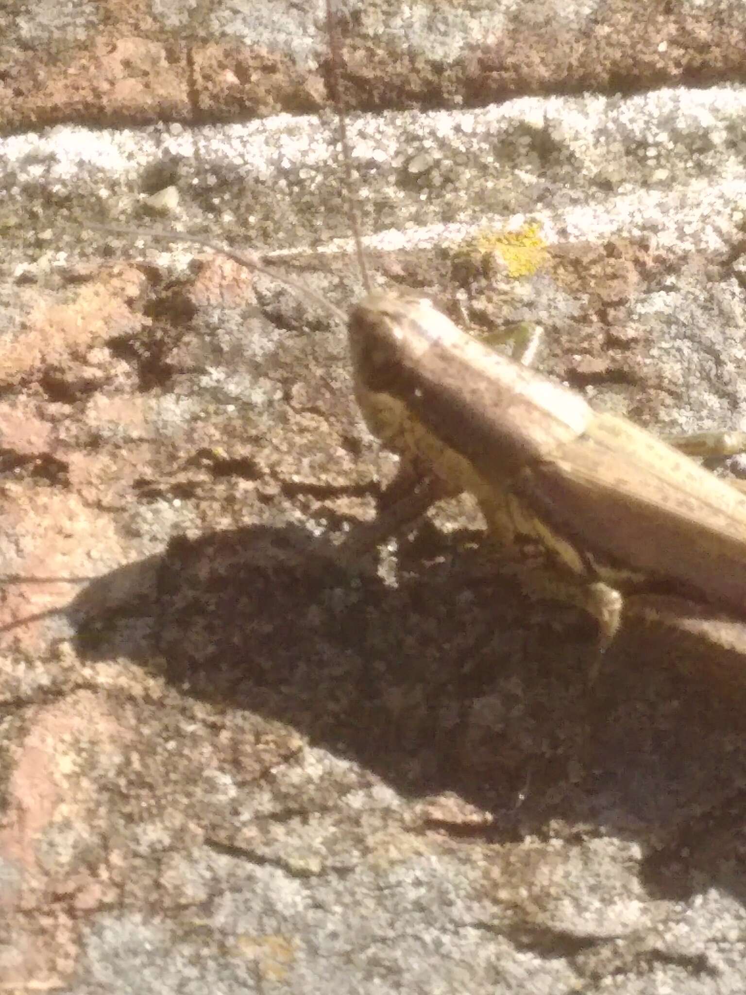 Image of Olive-green Swamp Grasshopper