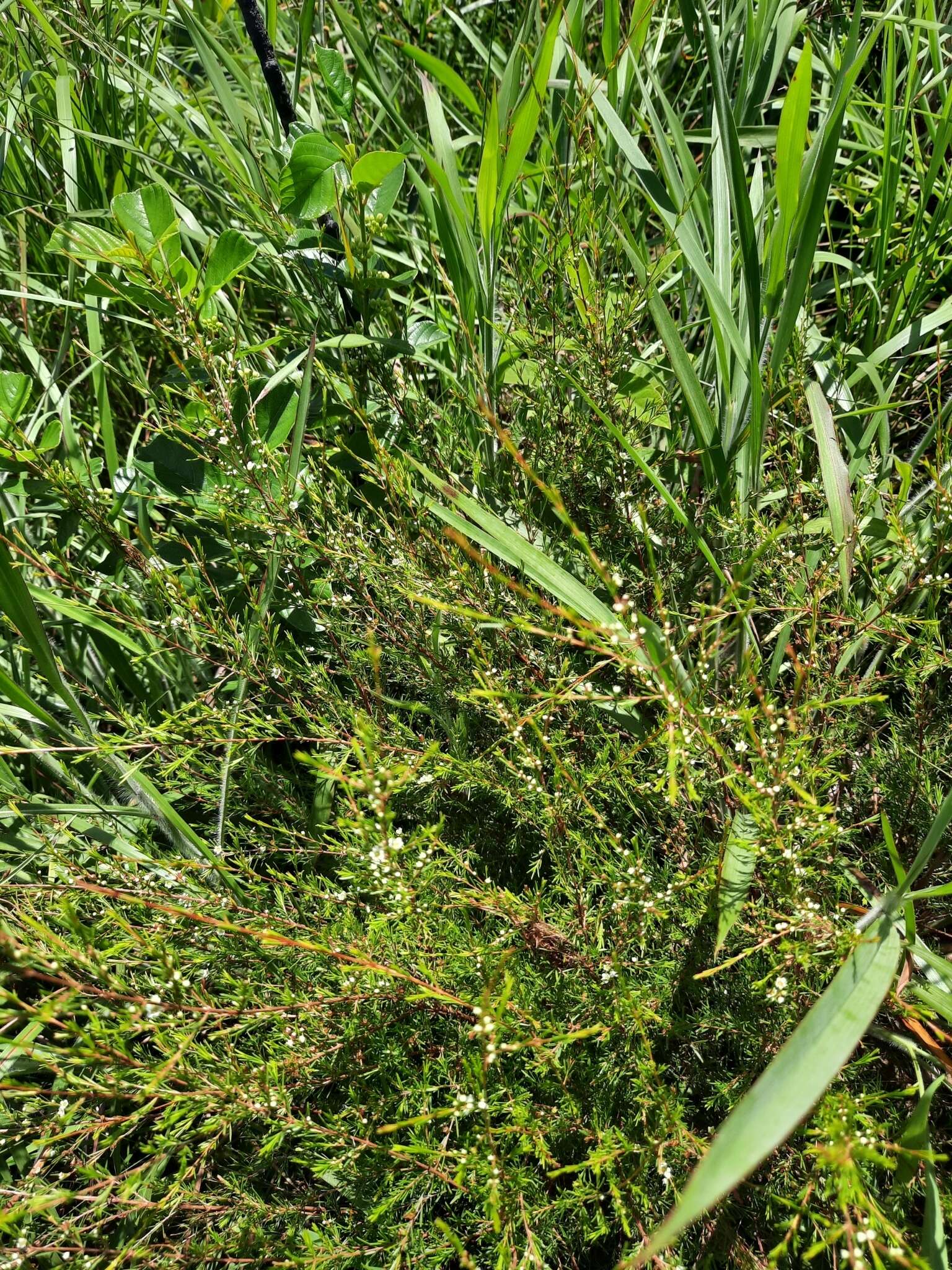 Baeckea frutescens L. resmi