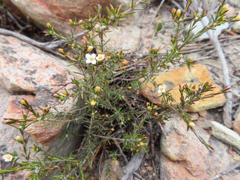 Image of Lachnaea filicaulis (Meissn.) J. B. P Beyers