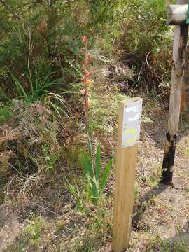 Imagem de Watsonia meriana (L.) Mill.