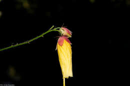 Image de Kosteletzkya tubiflora (DC.) O. J. Blanchard & R. Mc Vaugh