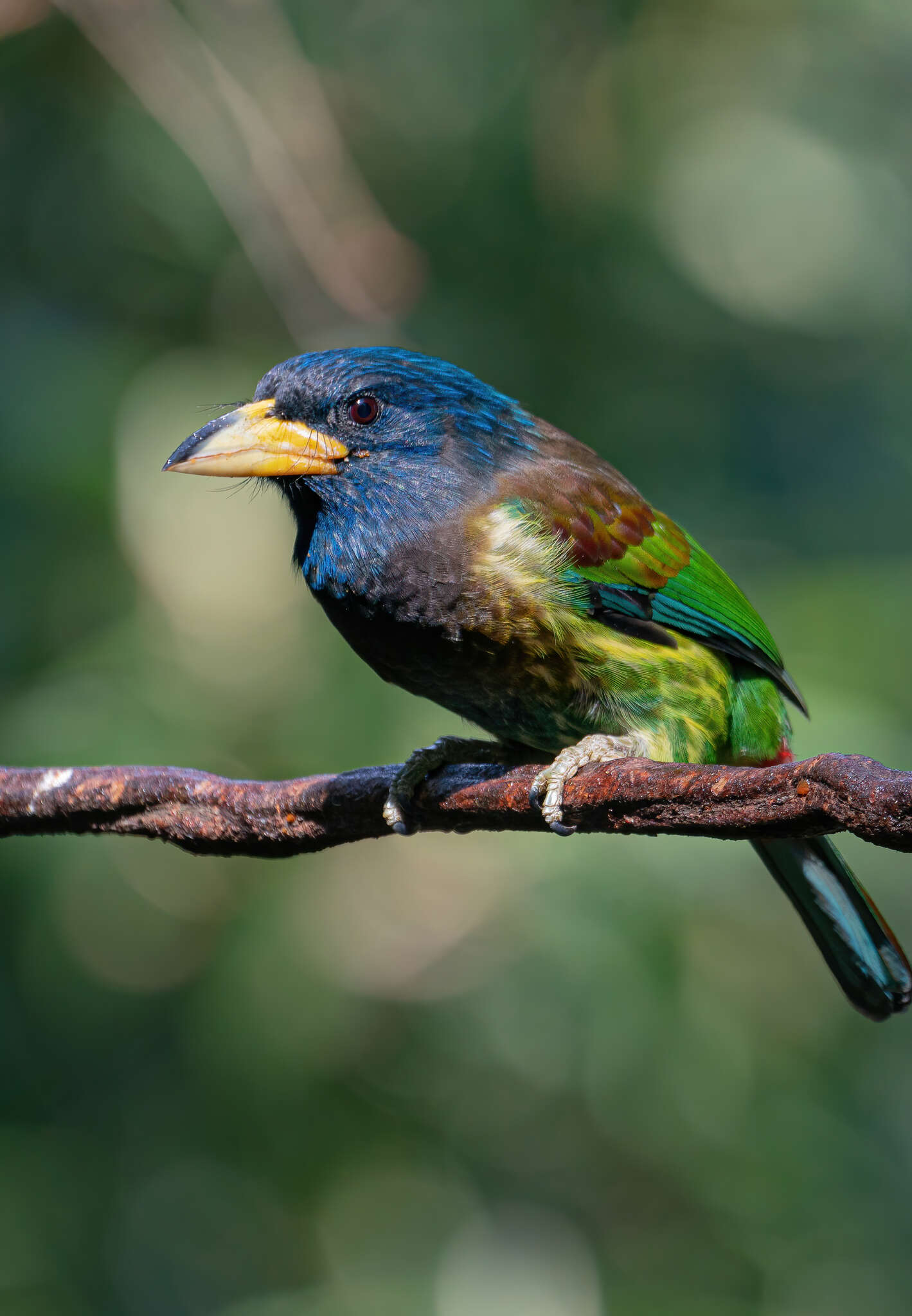 Image of Great Barbet