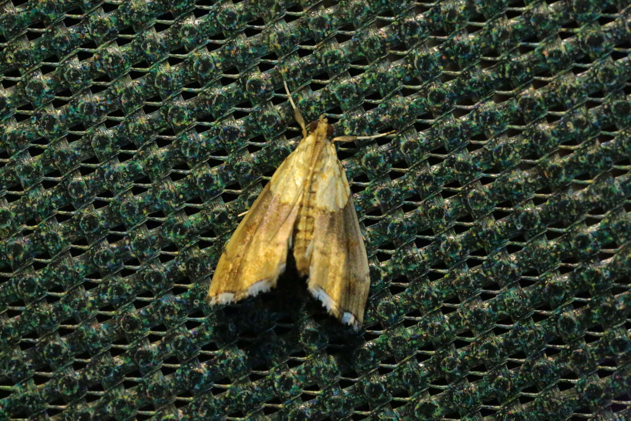 Image of Agrotera nemoralis Scopoli