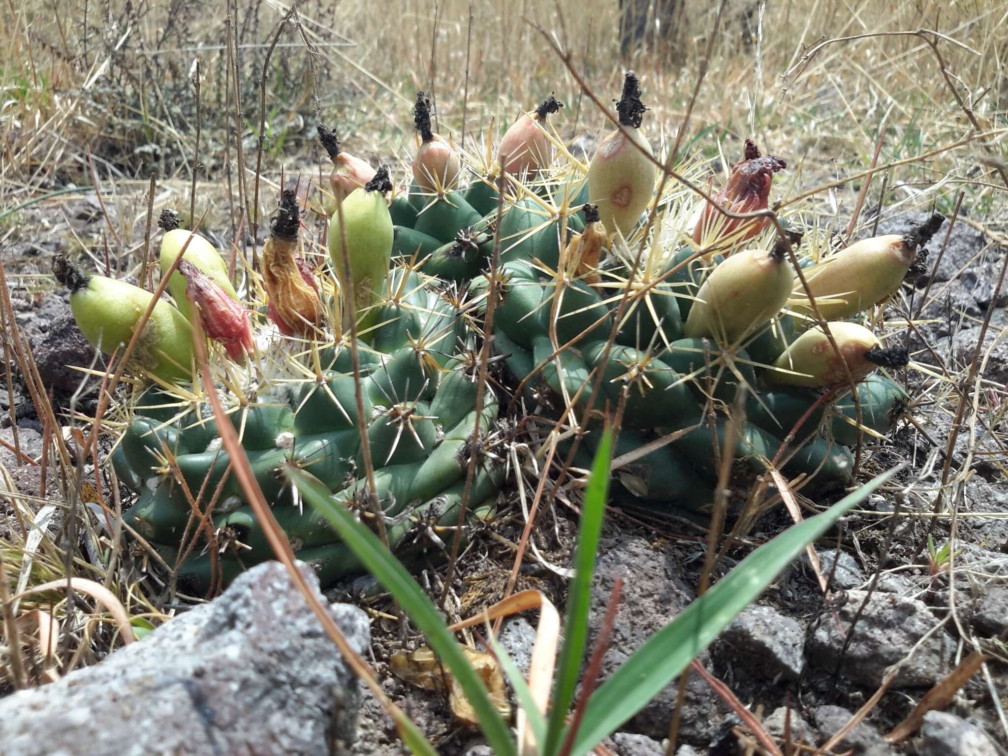 Imagem de Coryphantha ottonis (Pfeiff.) Lem.