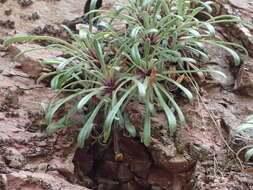 Sivun Saxifraga callosa Sm. kuva