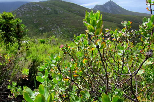 Plancia ëd Leucospermum winteri J. P. Rourke