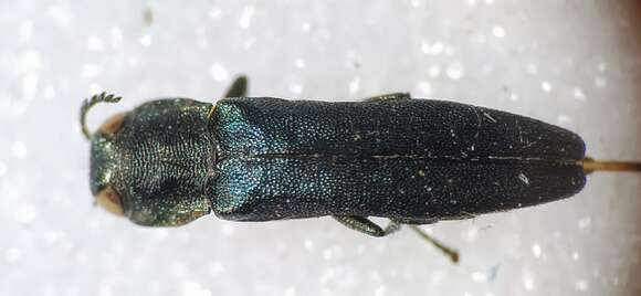 Image of Agrilus angustulus (Illiger 1803)