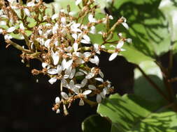 Olearia furfuracea (A. Rich. & Lesson) Hook. fil. resmi