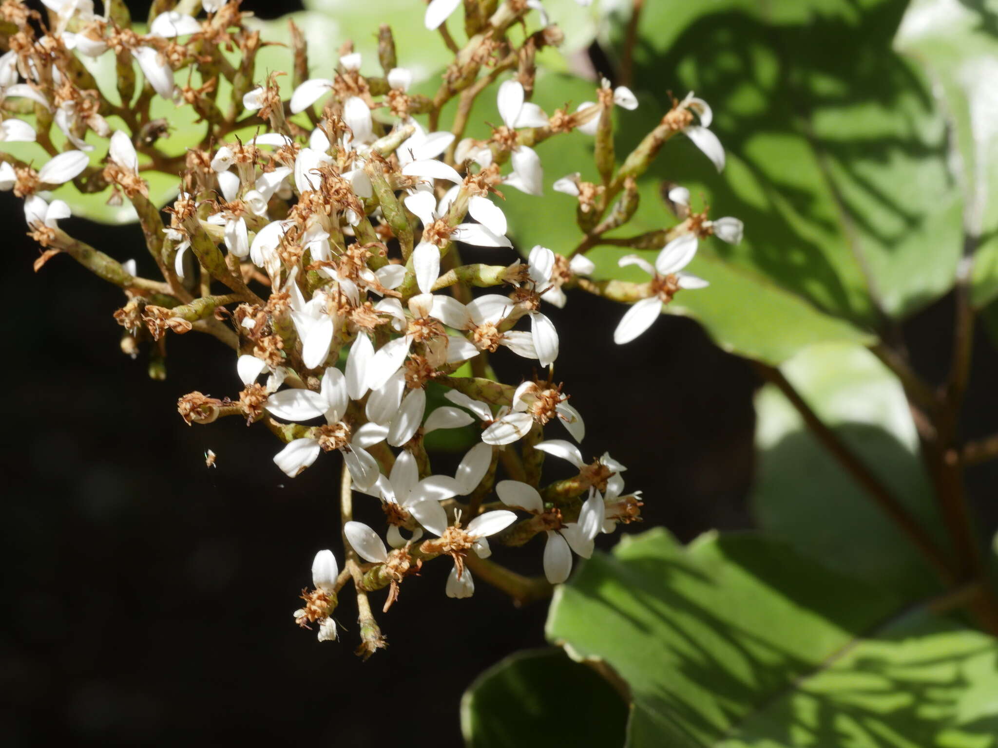 Image de Olearia furfuracea (A. Rich. & Lesson) Hook. fil.