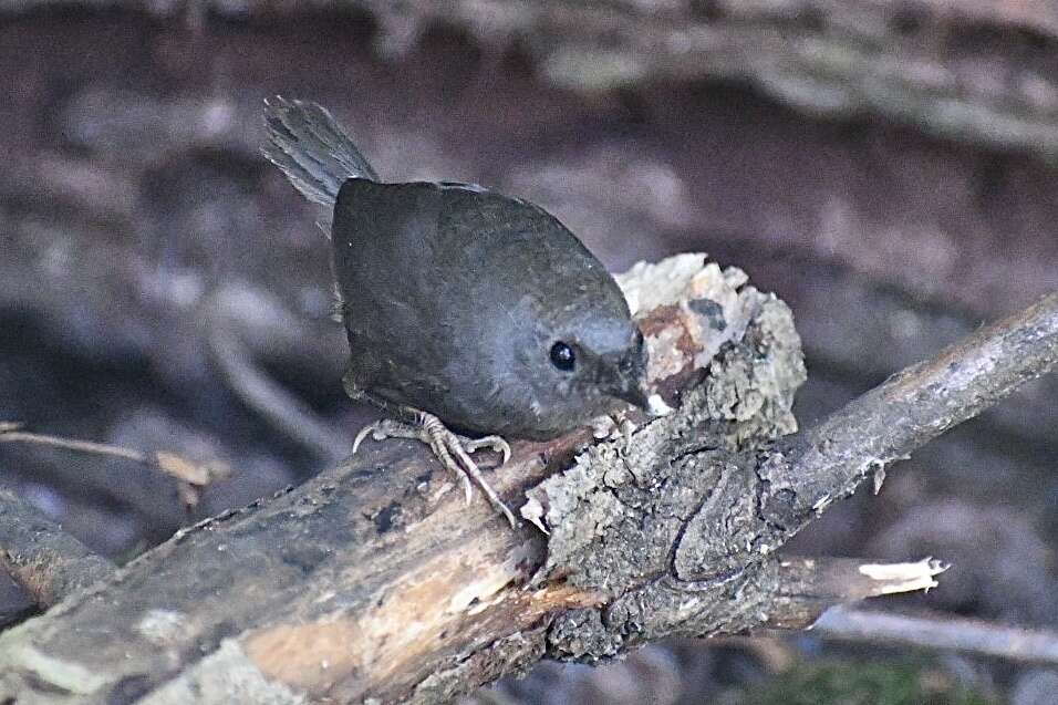 Image of Magellanic Tapaculo